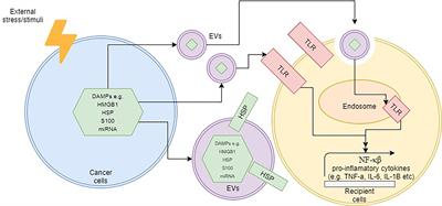 Extracellular Vesicles and DAMPs in Cancer: A Mini-Review